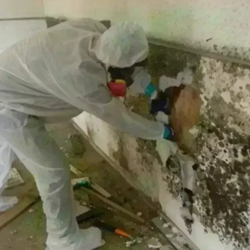 Mold Remediation and Removal in Fort Stewart, GA